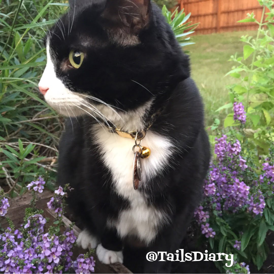 A cat enjoying the outdoors