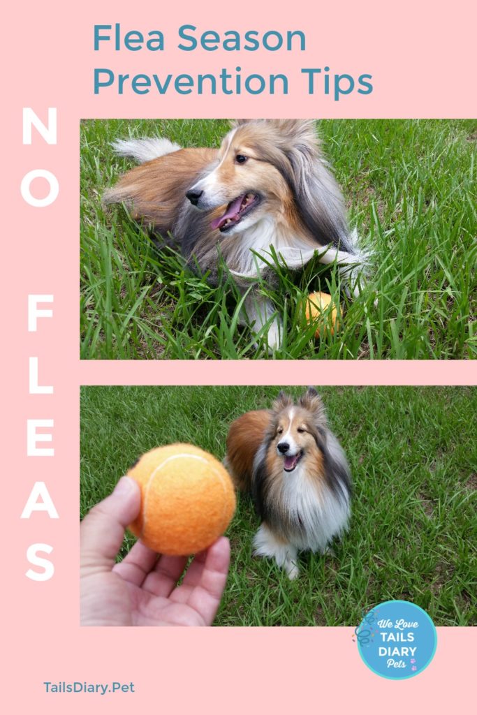 Flea Season Prevention Tips for Pets - TailsDiary.Pet