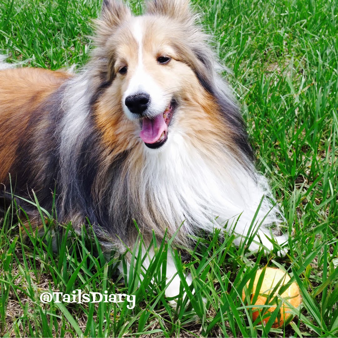 The outdoors and playing in the yard can be dangerous if those places aren't treated against fleas and ticks