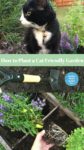 How to plant a garden for the enjoyment of the kitty at home