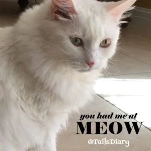 Jasmine you had me at meow
