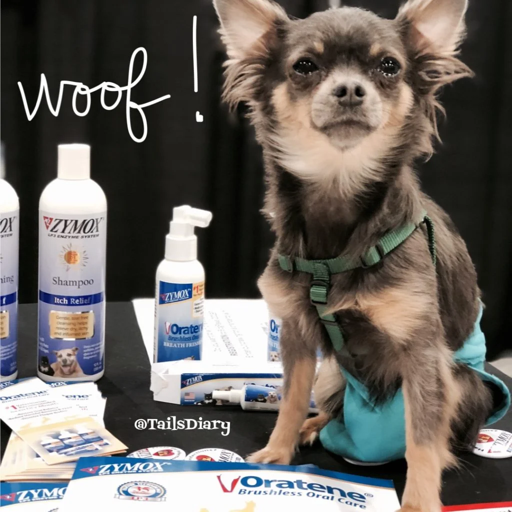 Meet Seattle the pet star at ZYMOX