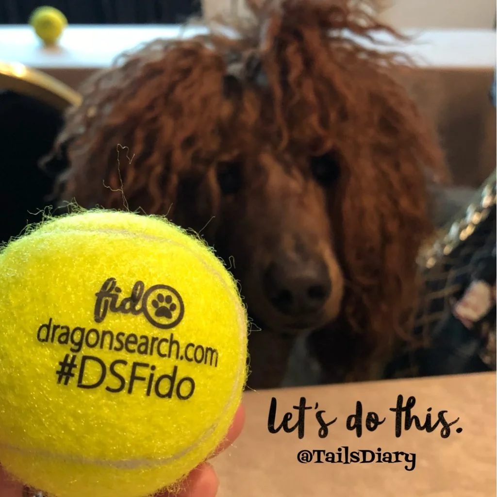 Miko playing fetch with us