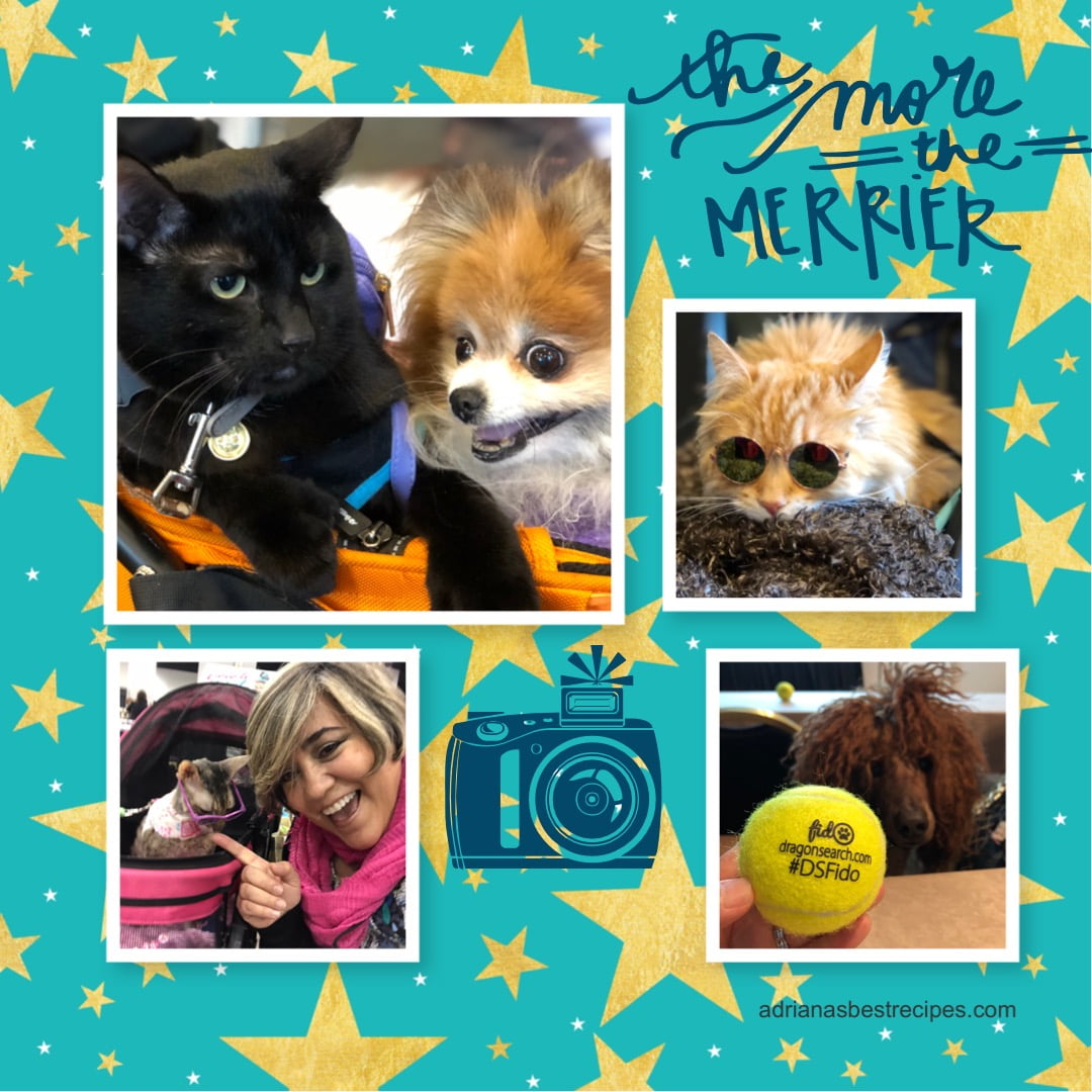 Pet Stars in attendance at BlogPaws