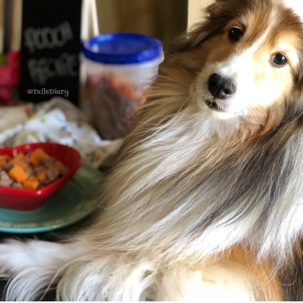 Ready to enjoy the dog approved beef picadillo