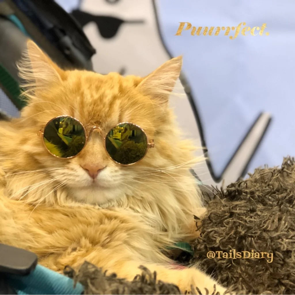 The coolest pet star was Samson