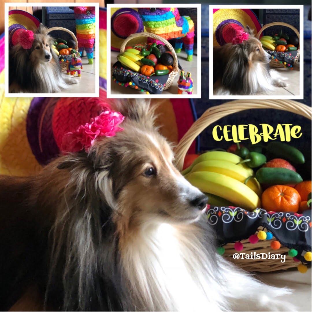 Pawsome May Celebrations