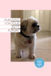 Pet Parent Planning for Peace of Mind