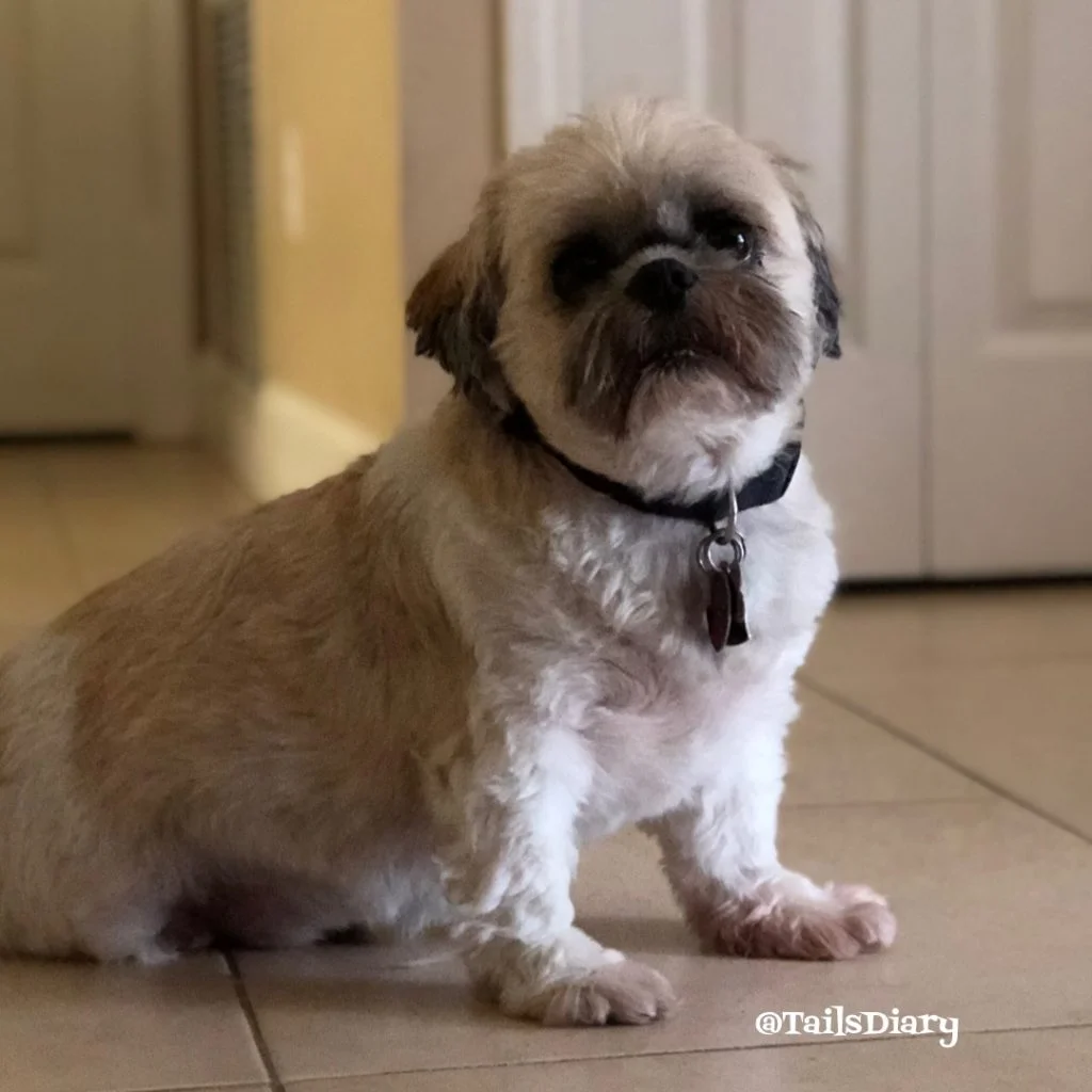 Pet parent planning saves lives Pet parent planning saves lives