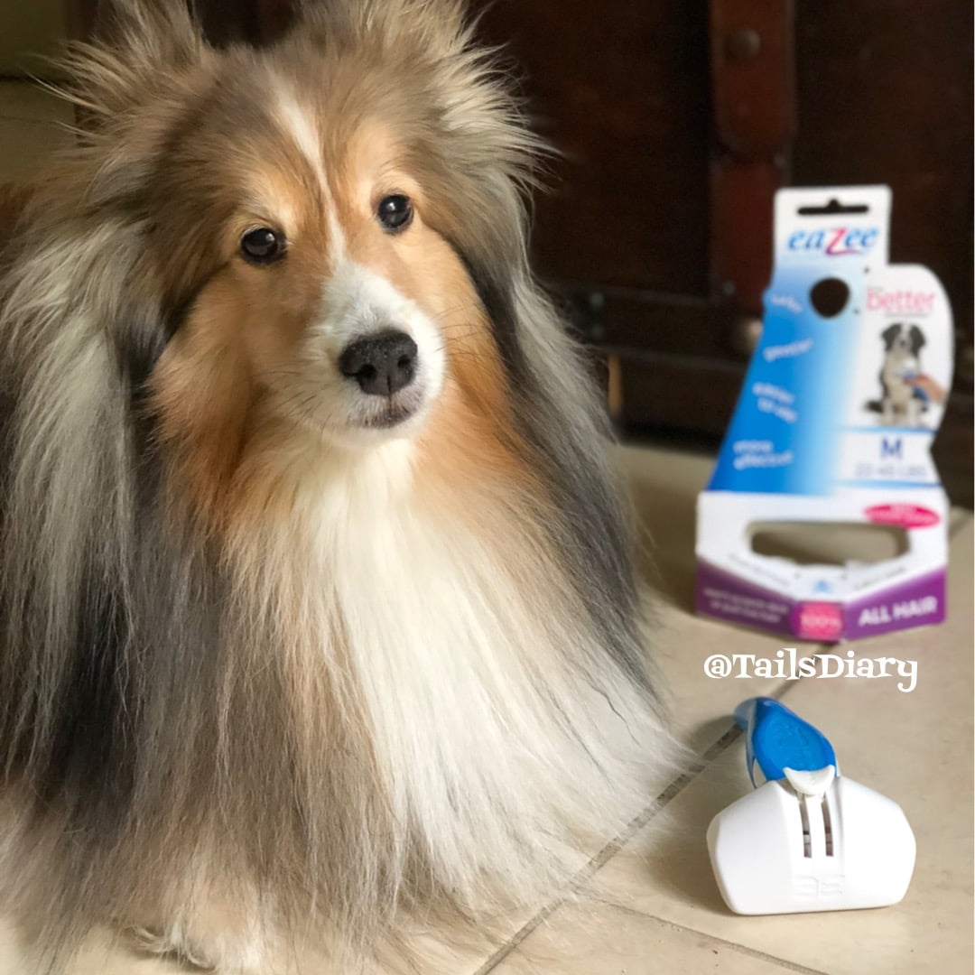 Bella on pet shedding tips