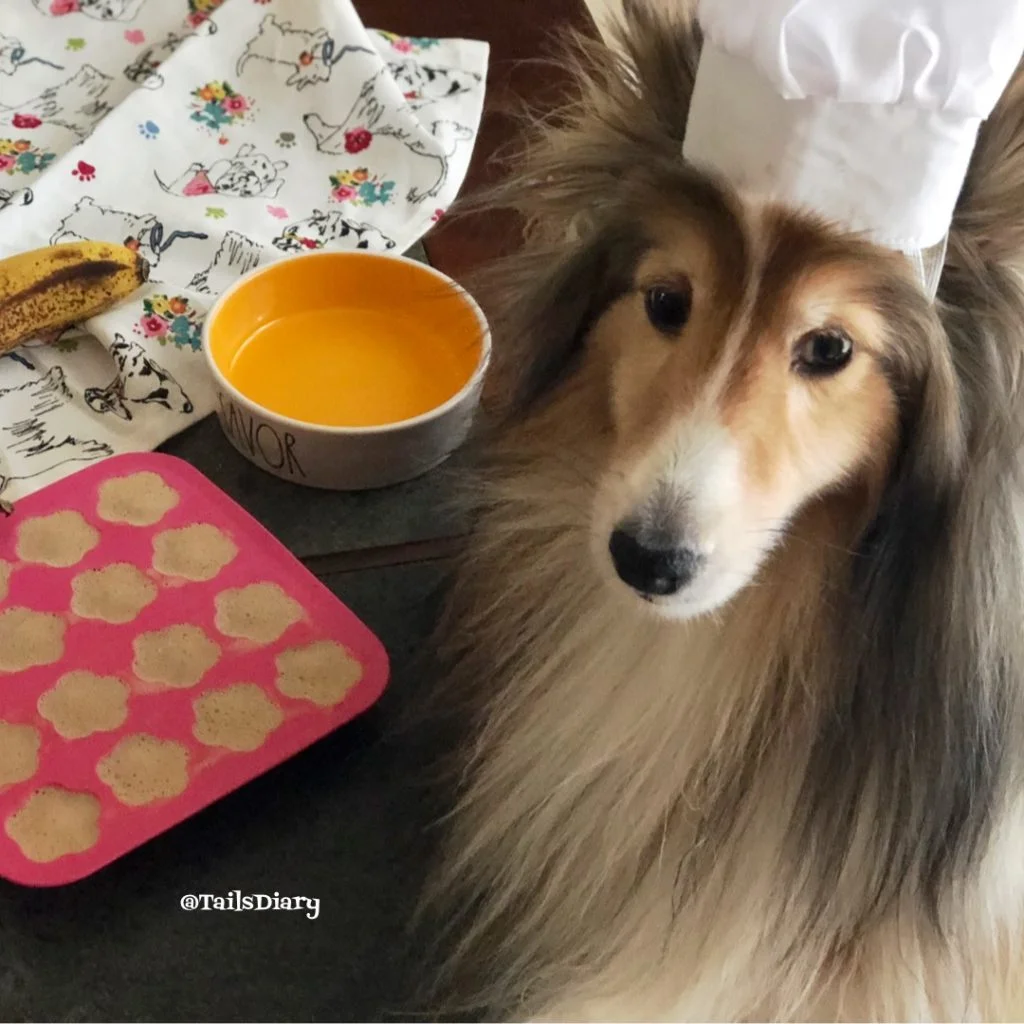 Chef Bella is presenting her pet approved ice cream recipe treat