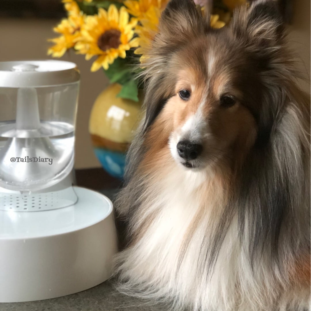 What Causes Pet Dehydration