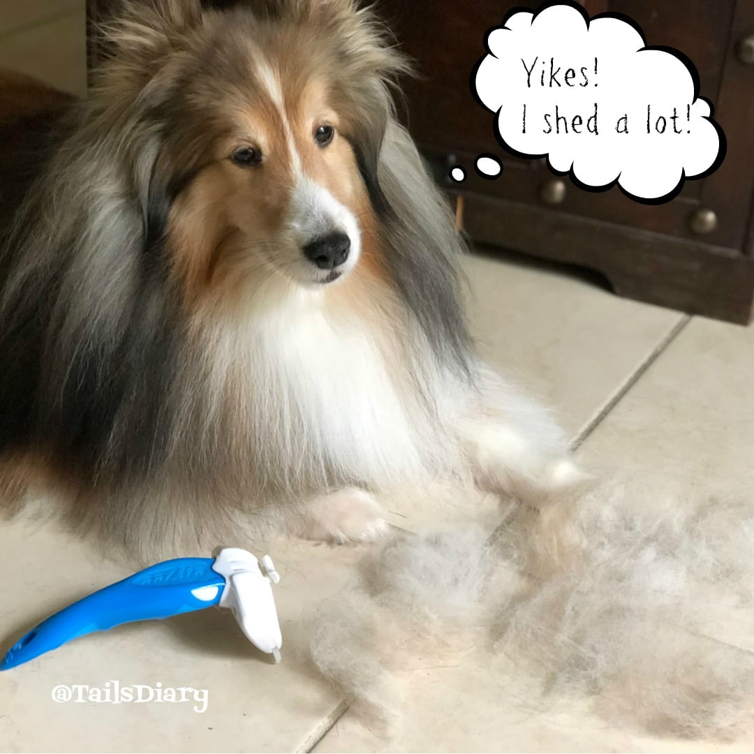 Pet Shedding Tips and Remedies for a Common Issue TailsDiary.Pet