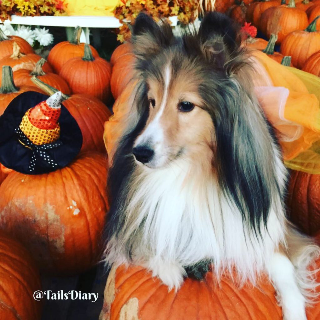 Bella is ready for Halloween Bella is ready for Halloween