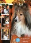 Pet Halloween Costumes Guide and Tips