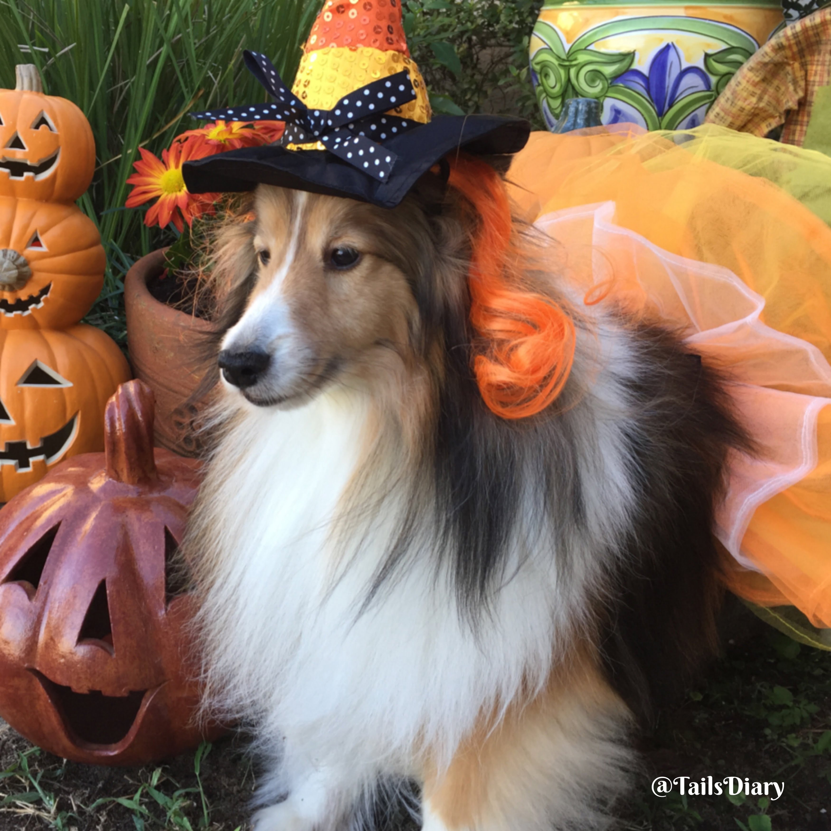 8 Costumes That Prove Border Collies Always Win At Halloween 6