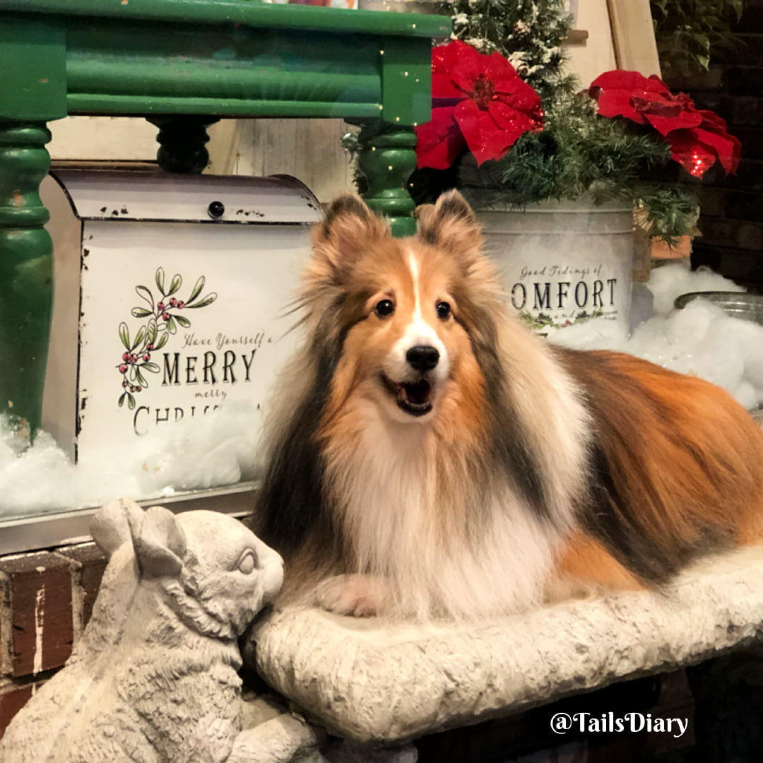 Best shampoo for outlet shelties