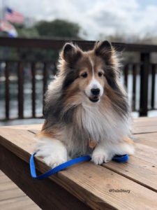 Paws in the Park Event in Orlando, Florida - TailsDiary.Pet