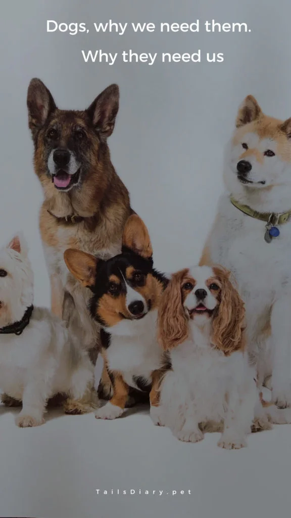 Dogs and why we love them 